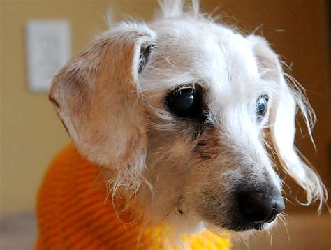 chanel dachshund|Meet Chanel: Almost 21, the world’s oldest dog .